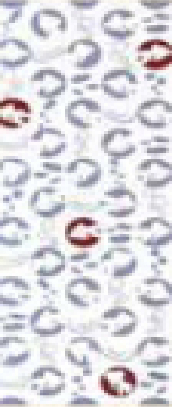 111.水玉に金魚<ブルー>