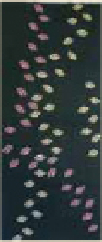 ⑨さくら<木賊(とくさ)>