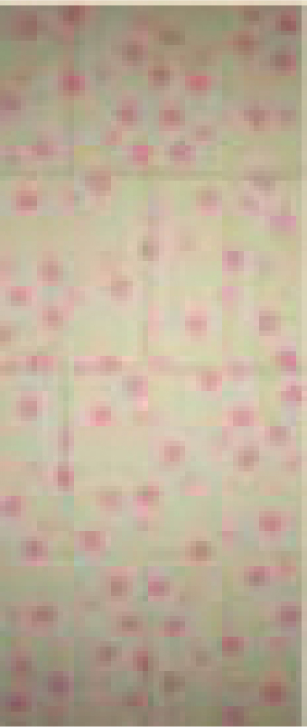 ⑨さくら<ベージュ>