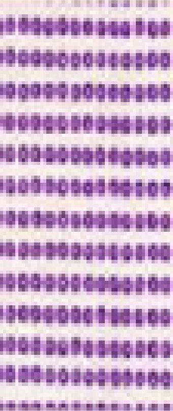 ④豆絞り B<パープル>