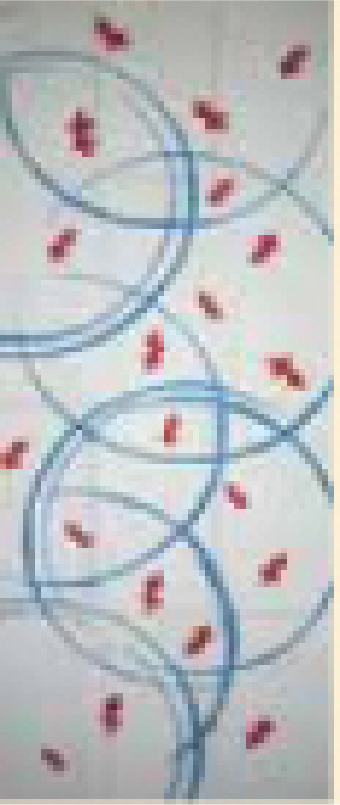 19.水輪金魚<赤>