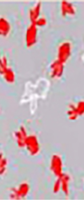 21.金魚<グレー>